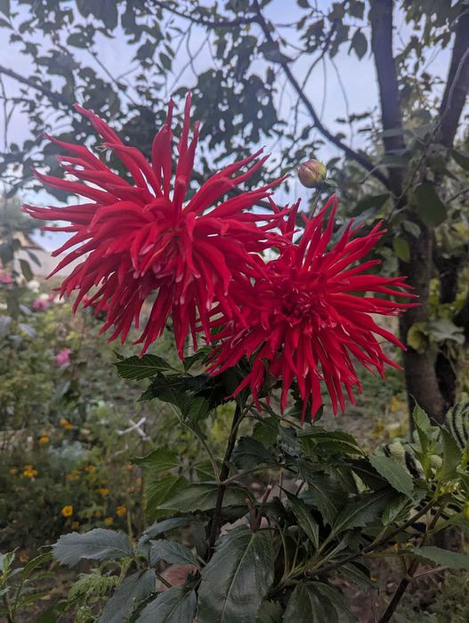 Георгіна або Жоржина