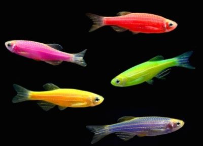 Рибки в акваріум Даніо Тернеція Glo Fish опт