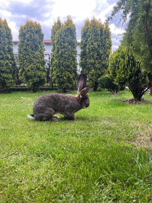 Witam sprzedam samca olbrzyma belgijskiego szarego z rodowodem