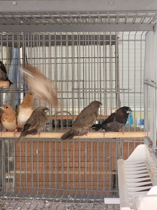 Bengalins bom preço para o lote