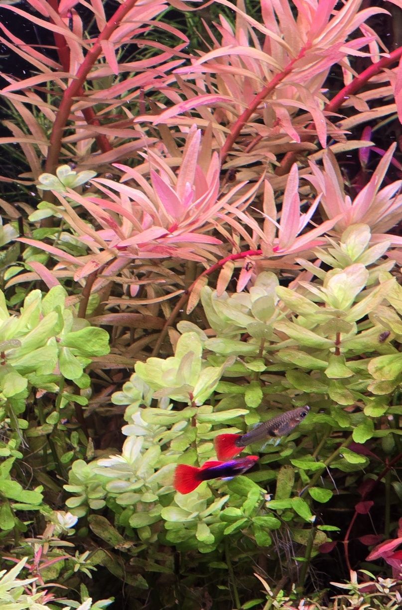 Gupiki platinum red tail