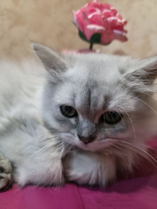 Серебристая шиншилла