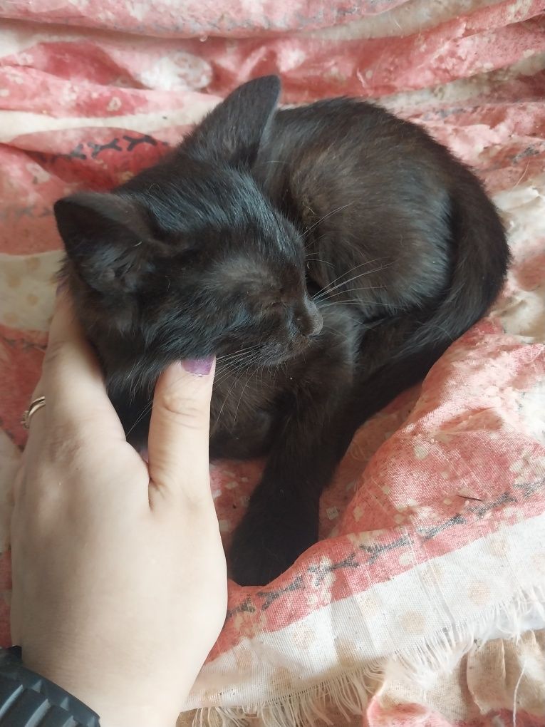 Подарую кошеняток в добрі руки.