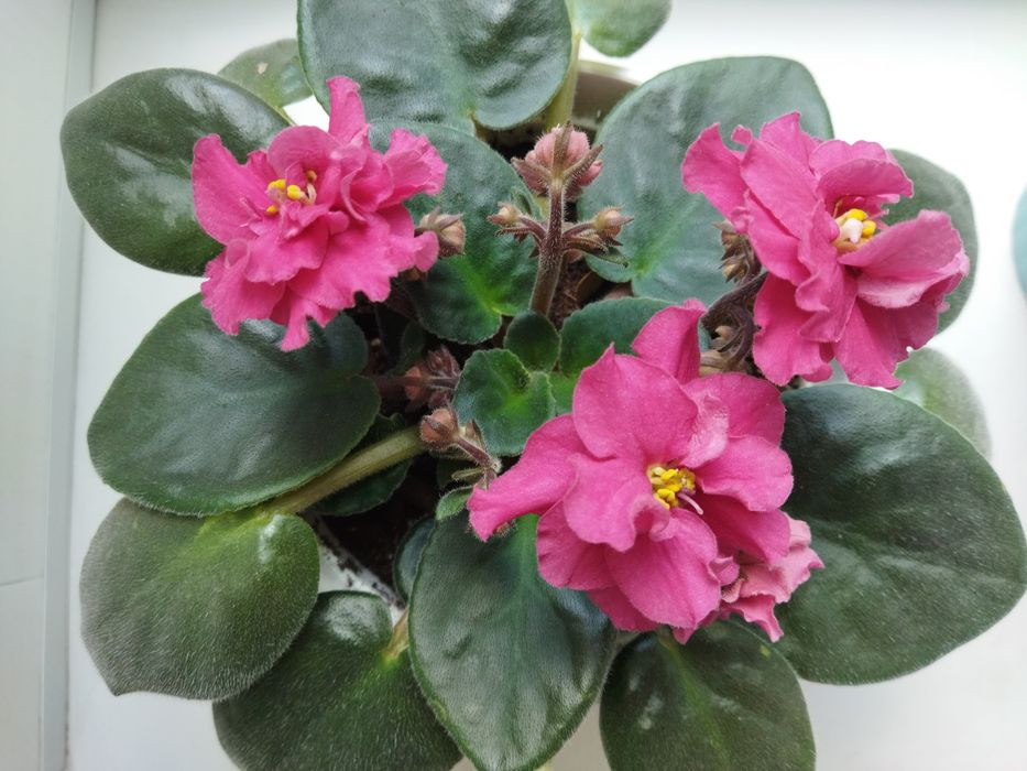 Сортові кімнатні фіалки (Сенполії)