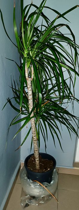 Juka Palma 2 w cenie 1 + 3 kwiatek gratis