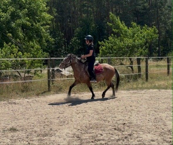 Konik dla dzieci