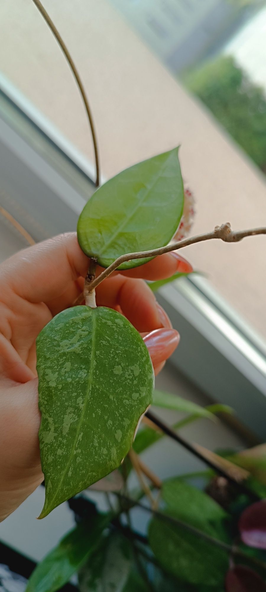 Hoya Verticillata Splash