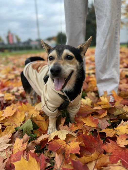 Mały Piesek do adopcji