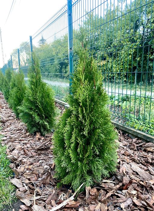Tuja Szmaragd 90-100 Producent ‼️ Dostawa