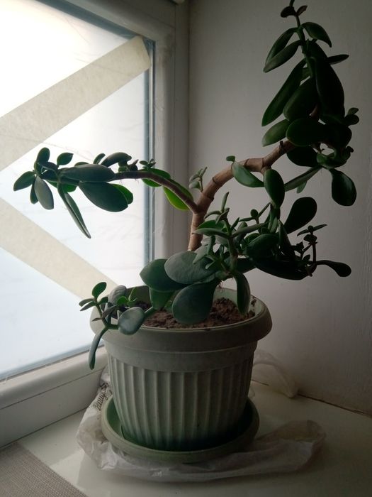 Денежное дерево, Толстянка, Крассула Запорожье