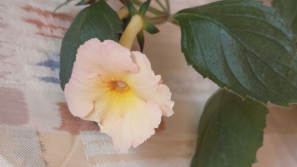 Ахіменес квіти кімнатні рослини багаторічні колір нюдовий