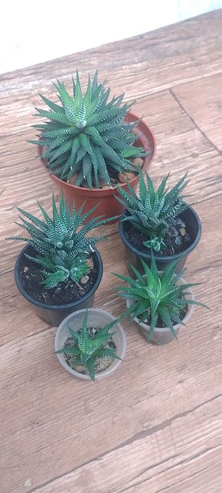 Комнатные растения, самшит вечнозеленый, кампсис, каменные розы.