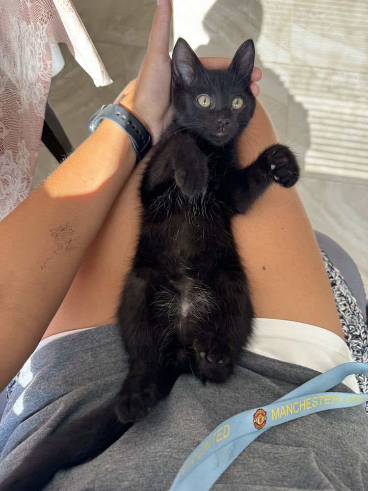 Котик Димок 2 місяці