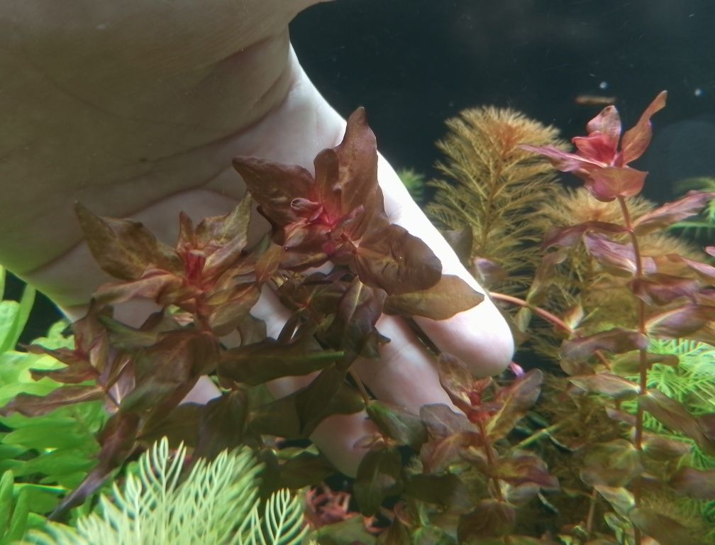 Rotala macrandra red