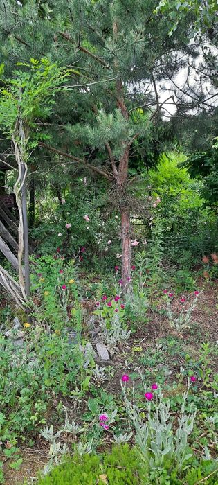 Odstąpię działkę ROD Aster Sołtysowice