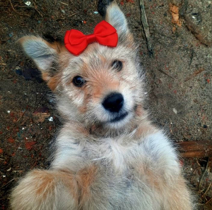 Ввідамо хорошеньке собача в хорошенькі руки)