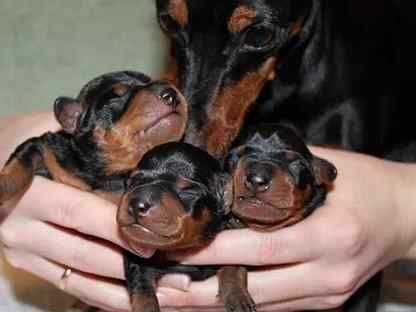 Цвергпінчер міні доберман