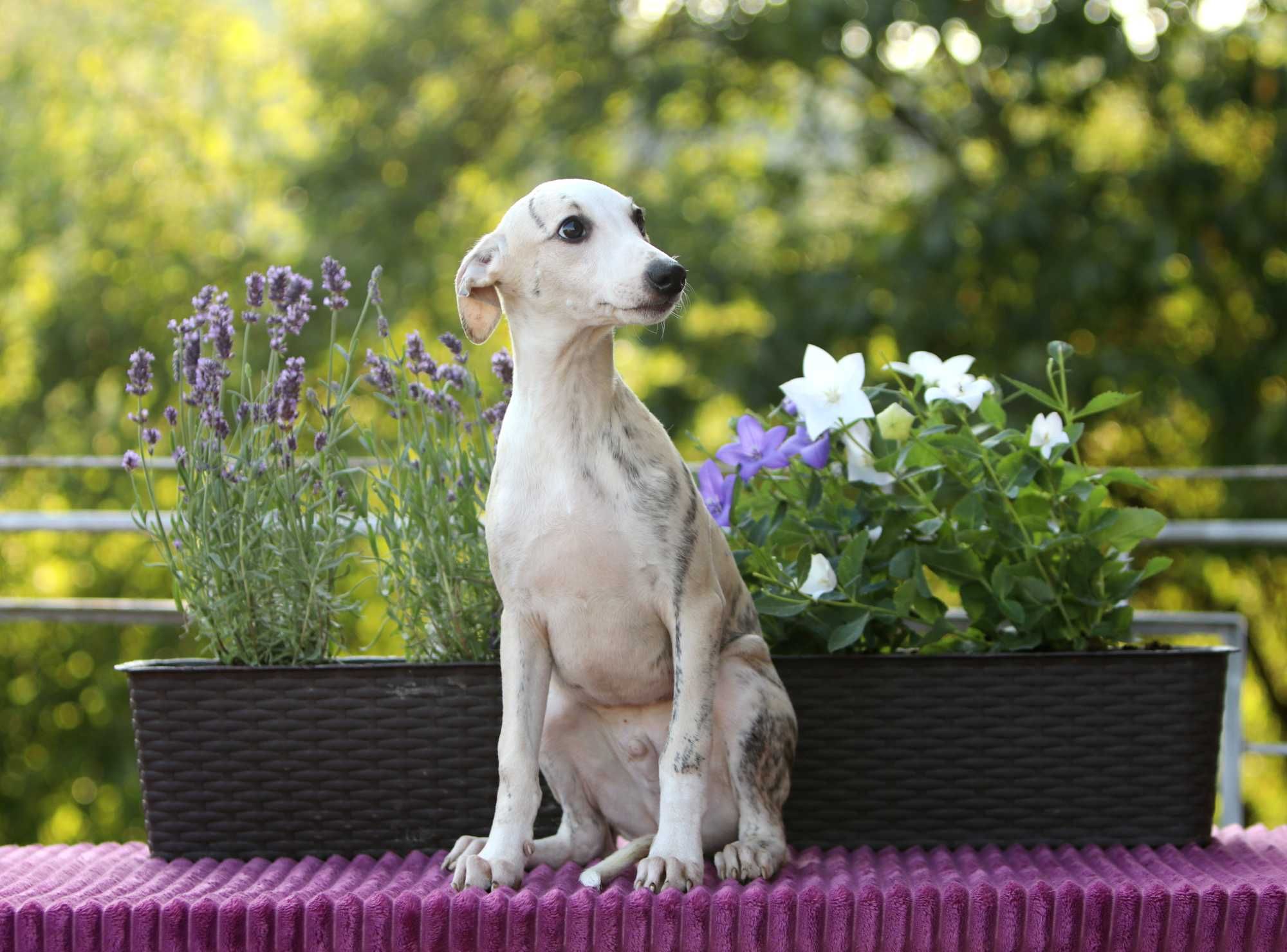 Whippet Chart angielski ZKwP/FCI cudowny piesek RANGER