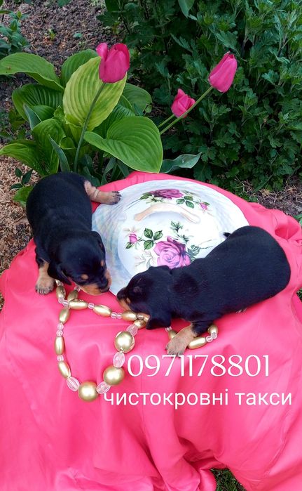 Такси це інтелігентна порода собак