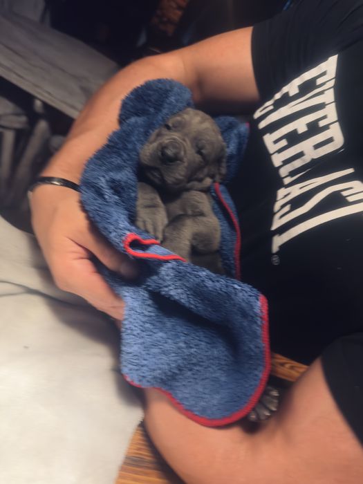 Piękne blekitne szczeniaczki rady Dog Niemiecki Rodowod FCI
