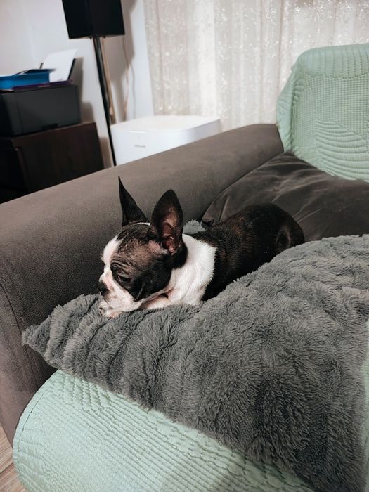 Boston Terrier suczka 5 miesięcy nie Buldog francuski