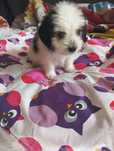 Maltańczyk -shih tzu chłopczyk