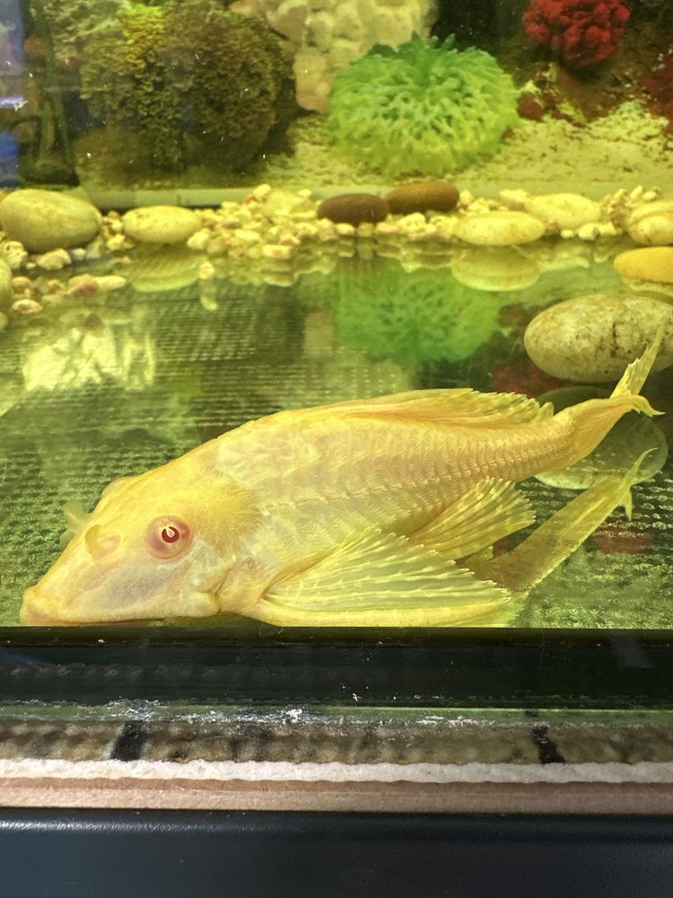 Plecos albino e comum com 15/25cm