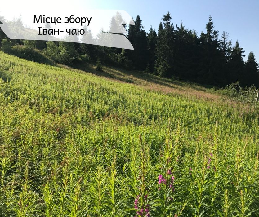 100грам-90грн Иван Чай чорный листовой ферментированный,іван чай 2025