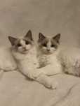 Kocięta rasy Ragdoll