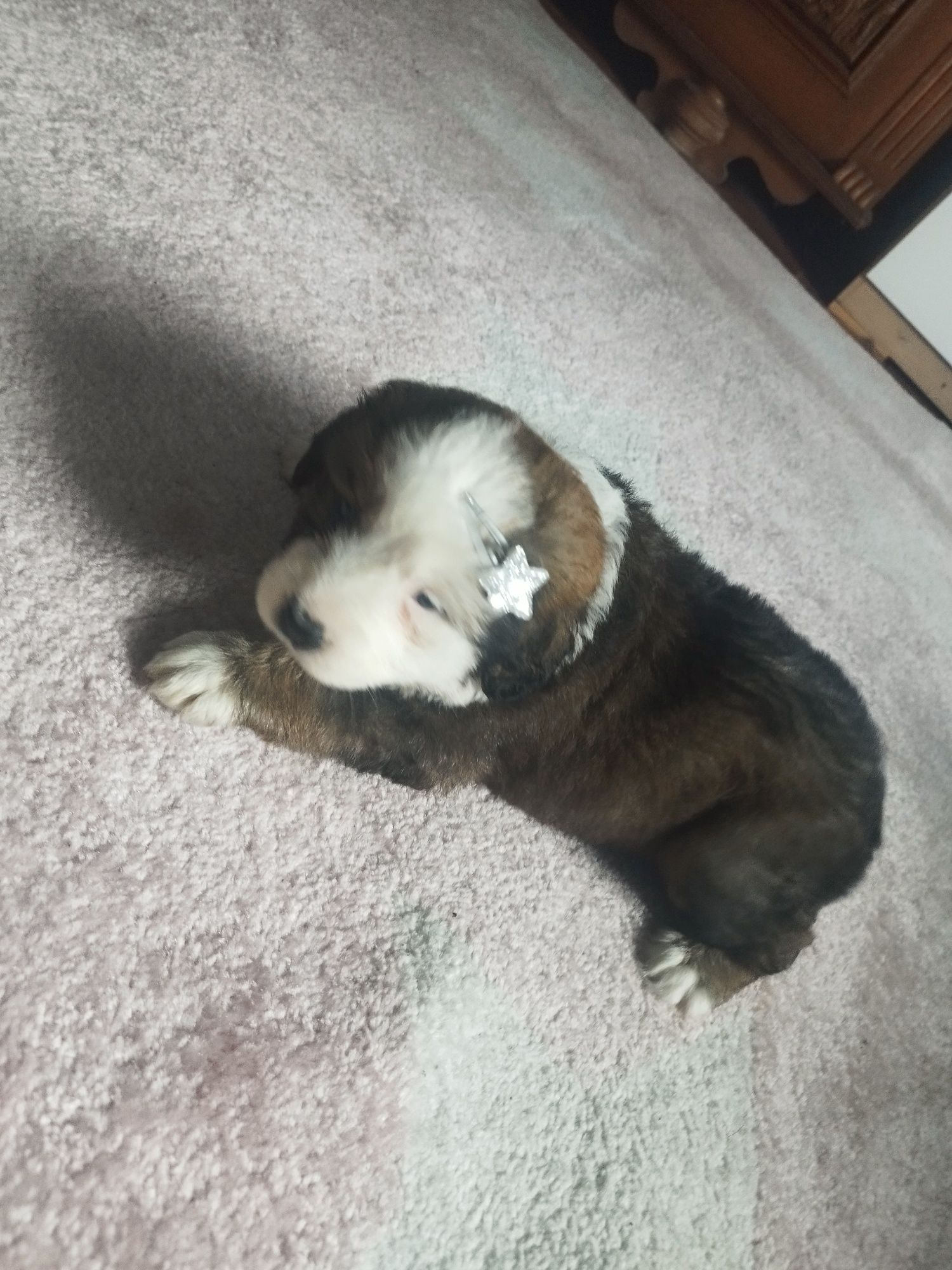 Szczeniaczki po Shih Tzu i Yorku