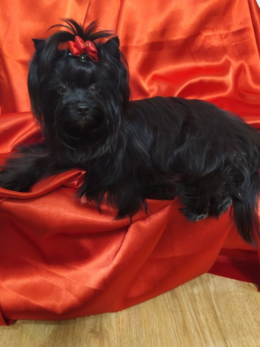 Suczka Black Yorkshire terrier,nie biewer.