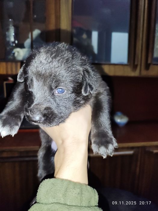 Щенки Восточно европейской Овчарки (Метисы)