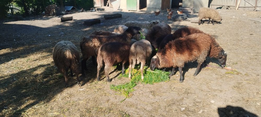 Вівці. Романівська порода.