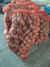 Ziemniaki odmiana Ricarda wielkości sadzeniaka
