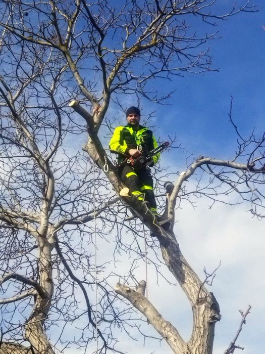 Видалення аварійних дерев, розпил дров, розчищення території