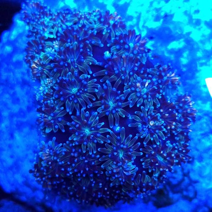 Galaxea Fascicularis Blue koralowiec akwarium morskie koralowce