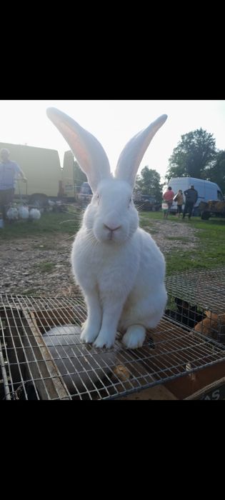 Кролики різних порід