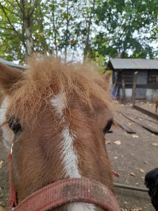 Ponei macho muito manso com as crianças