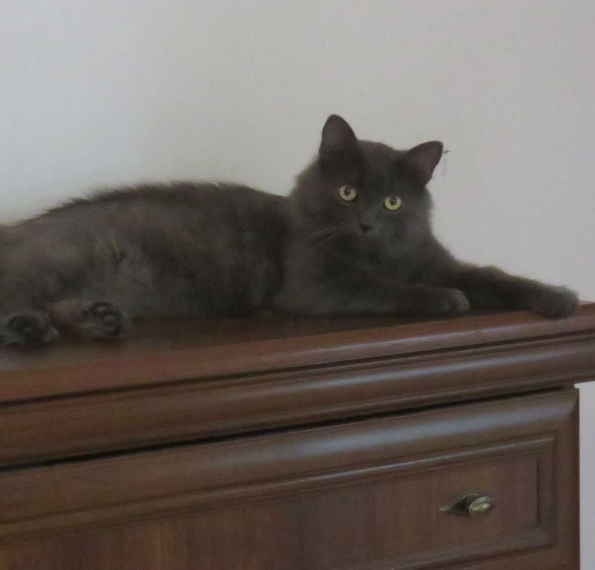 Kot Duszek do pilnej adopcji Oddam kota w typie rosyjski długowłosy