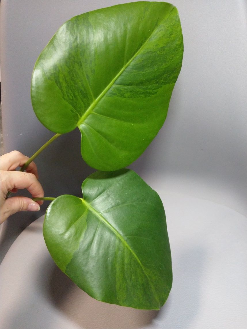 Monstera Green on Green szczyt dwulistny