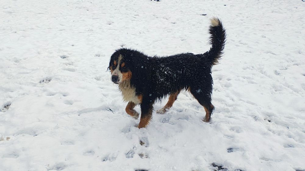 Berneński pies pasterski piesek