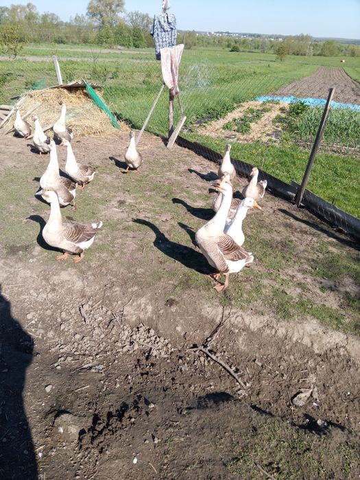Продам гуси,порода кубанська