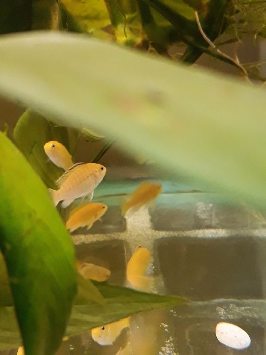 Labidochromis caeruleus e Pseudotropheus flavus