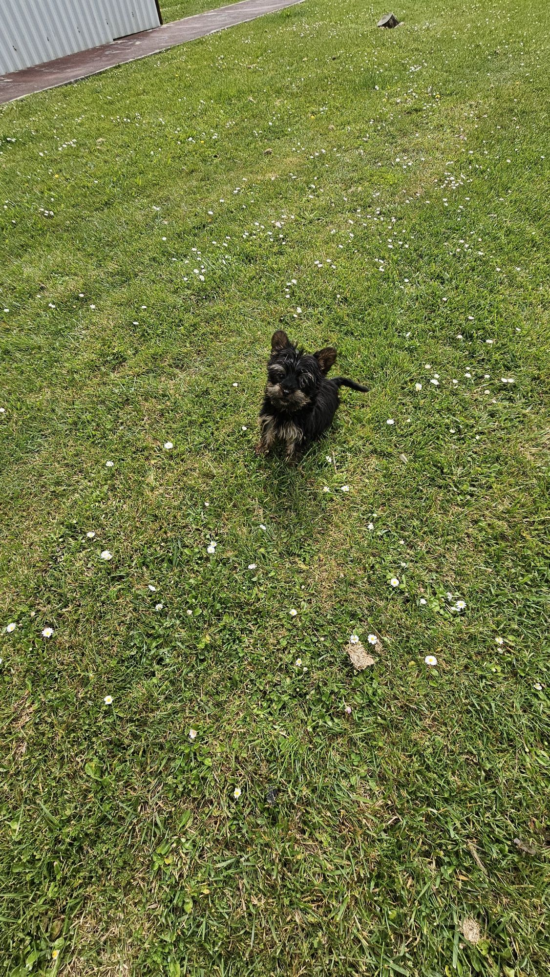 Yorkshire terrier Macho
