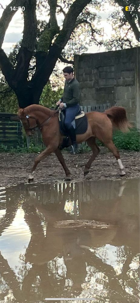 Cavalo alazao 15anos