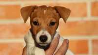 Trzymiesięczna,  piękna SUCZKA Jack Russell Terrier / BREFIO
