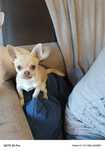 Piękny piesek chihuahua