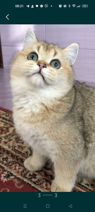 Шотландский золотой тикированный котик Котята Шиншиллы Питомник