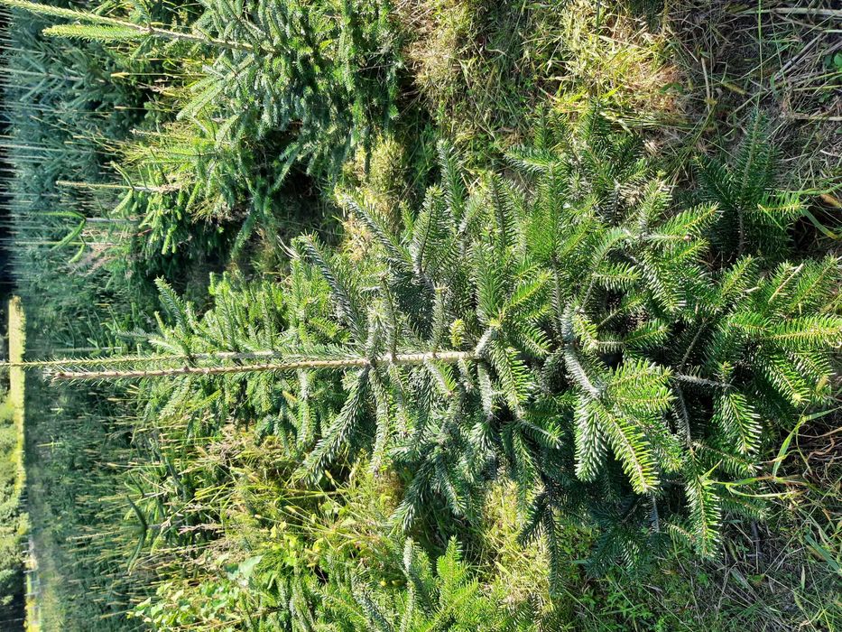 Jodła Kalifornijska, Koreańska, Fraseri,kałukaska wys.od 100cm -250cm,