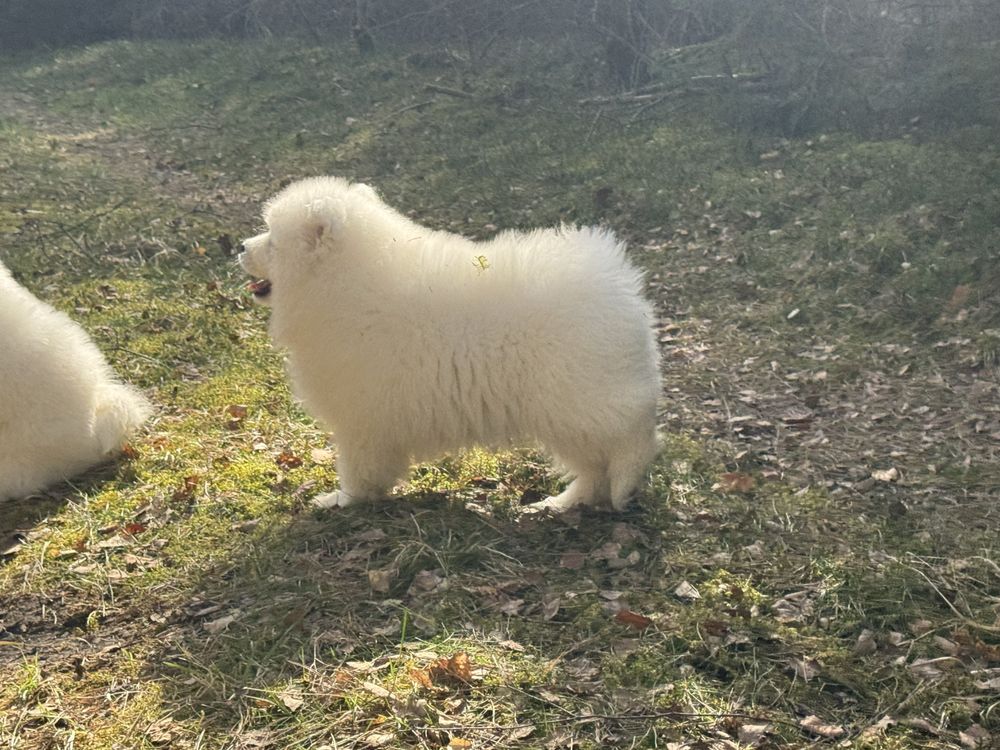 Samoyed - piesek - samiec ZkwP Fci Juz Do Odbioru :) OSTATNI :)